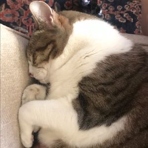 Meet your Posher, Frederica